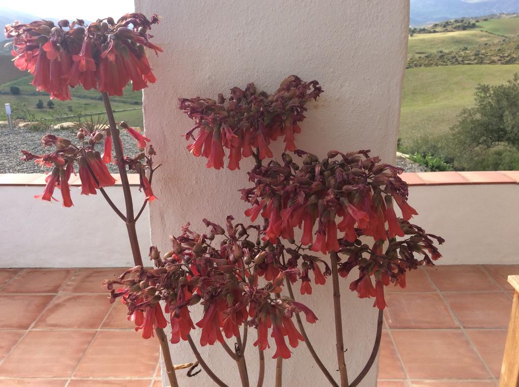Casa Al Cerro Apartment Alora Bagian luar foto